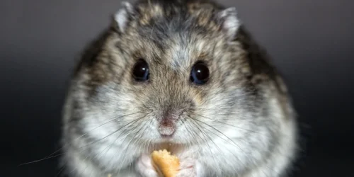 Sianko dla chomika: Jak wybrać najlepszą karmę w sklepie zoologicznym?